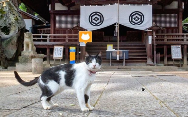 hiroshima-cats-street-view