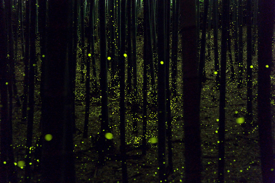 long-exposure-fireflies-nagoya-city-yume-cyan-5